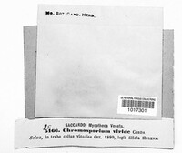 Chromosporium viride image